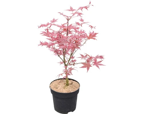 Fächerahorn FloraSelf Acer Palmatum 'Beni-Maiko' H 40-60 Cm Co 4,5 L 4 Fächerahorn FloraSelf Acer Palmatum 'Beni-Maiko' H 40-60 Cm Co 4,5 L – Bild 2
