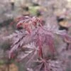 Fächerahorn FloraSelf Acer Palmatum 'Firecracker' H 40-50 Cm Co 4,5 L -Florasellf Geschaft DV 8 10189300 01 4c DE 20191020022203