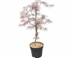 Fächerahorn FloraSelf Acer Palmatum 'Firecracker' H 40-50 Cm Co 4,5 L 6 Fächerahorn FloraSelf Acer Palmatum 'Firecracker' H 40-50 Cm Co 4,5 L -Florasellf Geschaft DV 8 10189300 02 4c DE 20191022114753