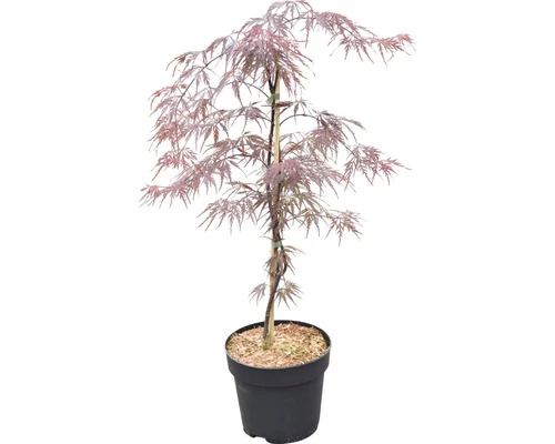 Fächerahorn FloraSelf Acer Palmatum 'Firecracker' H 40-50 Cm Co 4,5 L 4 Fächerahorn FloraSelf Acer Palmatum 'Firecracker' H 40-50 Cm Co 4,5 L – Bild 2