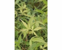 Fächerahorn FloraSelf Acer Palmatum 'Koto-no-Ito' H 30-40 Cm Co 4,5 L