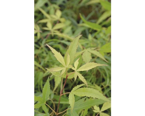 Fächerahorn FloraSelf Acer Palmatum 'Koto-no-Ito' H 30-40 Cm Co 4,5 L 3 Fächerahorn FloraSelf Acer Palmatum 'Koto-no-Ito' H 30-40 Cm Co 4,5 L