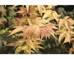 Fächerahorn FloraSelf Acer Palmatum 'Ozakazuki' H 40-60 Cm Co 4,5 L