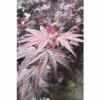 Fächerahorn FloraSelf Acer Palmatum 'Pung Kil' H 40-60 Cm Co 4,5 L 2 Fächerahorn FloraSelf Acer Palmatum 'Pung Kil' H 40-60 Cm Co 4,5 L -Florasellf Geschaft DV 8 10189305 01 4c DE 20191020030729