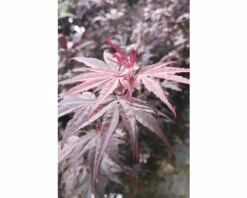 Fächerahorn FloraSelf Acer Palmatum 'Pung Kil' H 40-60 Cm Co 4,5 L