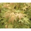 Fächerahorn FloraSelf Acer Palmatum 'Sangokaku' H 40-60 Cm Co 4,5 L -Florasellf Geschaft DV 8 10189306 01 4c DE 20191020030755
