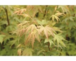 Fächerahorn FloraSelf Acer Palmatum 'Sangokaku' H 40-60 Cm Co 4,5 L