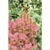 Berberitze FloraSelf Berberis Thunbergii 'Orange Rocket'® H 30-40 Cm Co 4,5 L 2 Berberitze FloraSelf Berberis Thunbergii 'Orange Rocket'® H 30-40 Cm Co 4,5 L -Florasellf Geschaft DV 8 10189313 01 4c DE 20191020031124