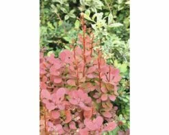 Berberitze FloraSelf Berberis Thunbergii 'Orange Rocket'® H 30-40 Cm Co 4,5 L
