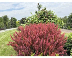 Berberitze FloraSelf Berberis Thunbergii 'Orange Rocket'® H 30-40 Cm Co 4,5 L -Florasellf Geschaft DV 8 10189313 03 4c DE 20220718091651