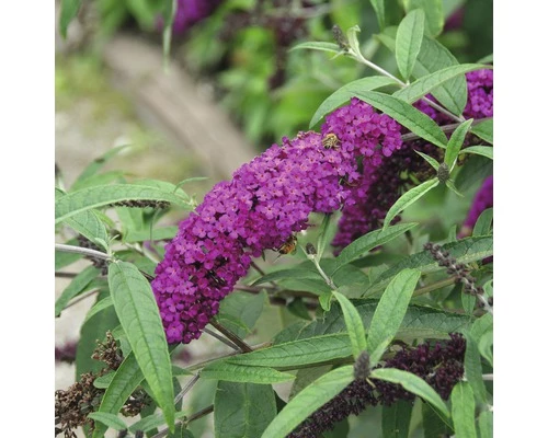 Sommerflieder FloraSelf Buddleja Davidii 'Royal Red' H 60-80 Cm Co 4,5 L 3 Sommerflieder FloraSelf Buddleja Davidii 'Royal Red' H 60-80 Cm Co 4,5 L