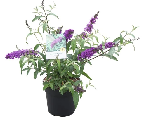 Sommerflieder FloraSelf Buddleja Davidii 'Royal Red' H 60-80 Cm Co 4,5 L 4 Sommerflieder FloraSelf Buddleja Davidii 'Royal Red' H 60-80 Cm Co 4,5 L – Bild 2