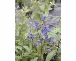 Säckelblume FloraSelf Ceanothus Delilianus 'Topaze' H 40-60 Cm Co 4,5 L