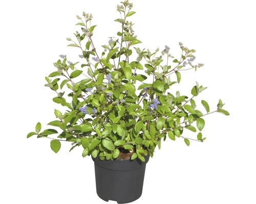 Säckelblume FloraSelf Ceanothus Delilianus 'Topaze' H 40-60 Cm Co 4,5 L 4 Säckelblume FloraSelf Ceanothus Delilianus 'Topaze' H 40-60 Cm Co 4,5 L – Bild 2