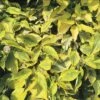 Hartriegel FloraSelf Cornus Alba 'Spaethii' H 50-60 Cm Co 4,5 L