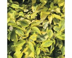 Hartriegel FloraSelf Cornus Alba 'Spaethii' H 50-60 Cm Co 4,5 L