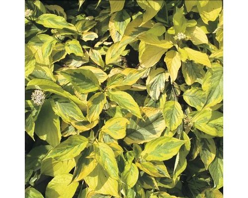 Hartriegel FloraSelf Cornus Alba 'Spaethii' H 50-60 Cm Co 4,5 L 3 Hartriegel FloraSelf Cornus Alba 'Spaethii' H 50-60 Cm Co 4,5 L