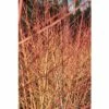 Hartriegel FloraSelf Cornus Sanguineum 'Wintersun' H 50-60 Cm Co 4,5 L -Florasellf Geschaft DV 8 10189334 01 4c DE 20191020211658