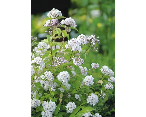 Kompakte Deutzie FloraSelf Deutzia Compacta 'Lavender Time' H 30-40 Cm Co 4,5 L 4 Kompakte Deutzie FloraSelf Deutzia Compacta 'Lavender Time' H 30-40 Cm Co 4,5 L – Bild 2