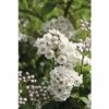 Kompakte Deutzie FloraSelf Deutzia Compacta 'Lavender Time' H 30-40 Cm Co 4,5 L -Florasellf Geschaft DV 8 10189337 02 4c DE 20191020211658