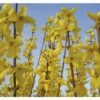 Goldglöckchen FloraSelf Forsythia Intermedia 'Mikador' H 40-60 Cm Co 4,5 L 1 Goldglöckchen FloraSelf Forsythia Intermedia 'Mikador' H 40-60 Cm Co 4,5 L -Florasellf Geschaft DV 8 10189340 01 4c DE 20191020211659