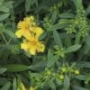 Johanniskraut FloraSelf Hypericum Kalmianum 'Cobaltngold' H 40-50 Cm Co 4,5 L -Florasellf Geschaft DV 8 10189344 02 4c DE 20191020211659