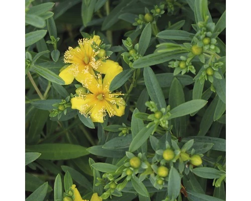 Johanniskraut FloraSelf Hypericum Kalmianum 'Cobaltngold' H 40-50 Cm Co 4,5 L 3 Johanniskraut FloraSelf Hypericum Kalmianum 'Cobaltngold' H 40-50 Cm Co 4,5 L