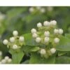 Johanniskraut FloraSelf Hypericum Inodorum 'Magical White' H 40-60 Cm Co 4,5 L 2 Johanniskraut FloraSelf Hypericum Inodorum 'Magical White' H 40-60 Cm Co 4,5 L -Florasellf Geschaft DV 8 10189347 02 4c DE 20191020211659