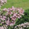 Perlmuttstrauch FloraSelf Kolkwitzia Amabilis 'Pink Cloud' H 50-60 Cm Co 4,5 L -Florasellf Geschaft DV 8 10189348 01 4c DE 20191020211659