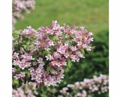 Perlmuttstrauch FloraSelf Kolkwitzia Amabilis 'Pink Cloud' H 50-60 Cm Co 4,5 L