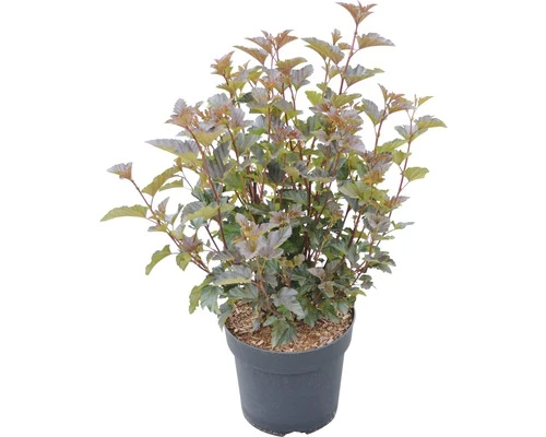 Blasenspiere FloraSelf Physocarpus Opulifolius 'Petite Plum' H 50-60 Cm Co 4,5 L 4 Blasenspiere FloraSelf Physocarpus Opulifolius 'Petite Plum' H 50-60 Cm Co 4,5 L – Bild 2