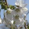 Zierkirsche FloraSelf Prunus Incisa "Kojou-no-mai" H 30-40 Cm Co 4,5 L -Florasellf Geschaft DV 8 10189361 02 4c DE 20191020211659