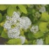 Spierstrauch FloraSelf Spiraea Betulifolia 'Torgold' H 25-30 Cm Co 4,5 L