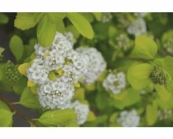Spierstrauch FloraSelf Spiraea Betulifolia 'Torgold' H 25-30 Cm Co 4,5 L
