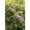 Spierstrauch FloraSelf Spiraea Japonica 'Sundrop' H 30-40 Cm Co 4,5 L 1 Spierstrauch FloraSelf Spiraea Japonica 'Sundrop' H 30-40 Cm Co 4,5 L -Florasellf Geschaft DV 8 10189365 01 4c DE 20191020211659