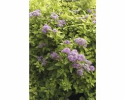 Spierstrauch FloraSelf Spiraea Japonica 'Sundrop' H 30-40 Cm Co 4,5 L