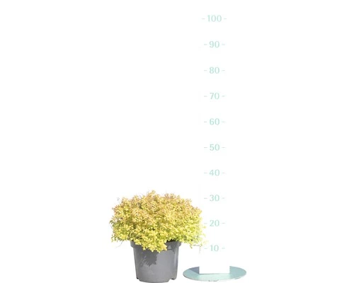 Spierstrauch FloraSelf Spiraea Japonica 'Sundrop' H 30-40 Cm Co 4,5 L 4 Spierstrauch FloraSelf Spiraea Japonica 'Sundrop' H 30-40 Cm Co 4,5 L – Bild 2