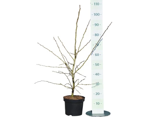 Echter Rotdorn FloraSelf Crataegus Laevigata "Paul's Scarlet" H 80-100 Cm Co 6 L 4 Echter Rotdorn FloraSelf Crataegus Laevigata "Paul's Scarlet" H 80-100 Cm Co 6 L – Bild 2