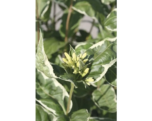 Amerikanische Weigelie FloraSelf Diervilla Sessilifolia 'Cool Splash' H 30-40 Cm Co 6 L 3 Amerikanische Weigelie FloraSelf Diervilla Sessilifolia 'Cool Splash' H 30-40 Cm Co 6 L