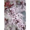 Zwerg-Blutpflaume FloraSelf Prunus Cistena H 60-80 Cm Co 6 L -Florasellf Geschaft DV 8 10189377 02 4c DE 20191020211659