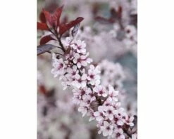Zwerg-Blutpflaume FloraSelf Prunus Cistena H 60-80 Cm Co 6 L