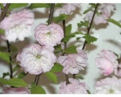 Mandelbäumchen FloraSelf Prunus Triloba H 40-60 Cm Co 6 L