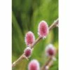 Weide FloraSelf Salix Gracilistyla 'Mount Aso' H 40-60 Cm Co 6 L 1 Weide FloraSelf Salix Gracilistyla 'Mount Aso' H 40-60 Cm Co 6 L -Florasellf Geschaft DV 8 10189389 03 4c DE 20191021091657
