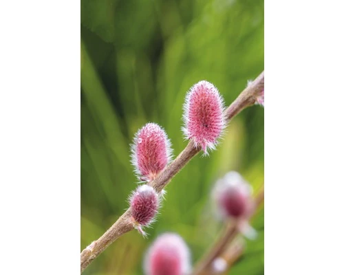 Weide FloraSelf Salix Gracilistyla 'Mount Aso' H 40-60 Cm Co 6 L 3 Weide FloraSelf Salix Gracilistyla 'Mount Aso' H 40-60 Cm Co 6 L