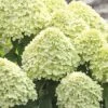 Rispenhortensie FloraSelf Hydrangea Paniculata 'Little Lime' H 50-60 Cm Co 6 L -Florasellf Geschaft DV 8 10189391 02 4c DE 20191105104652