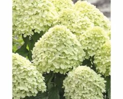 Rispenhortensie FloraSelf Hydrangea Paniculata 'Little Lime' H 50-60 Cm Co 6 L