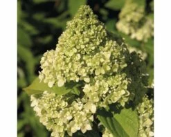 Rispenhortensie FloraSelf Hydrangea Paniculata 'Kilimanjaro' H 50-60 Cm Co 6 L