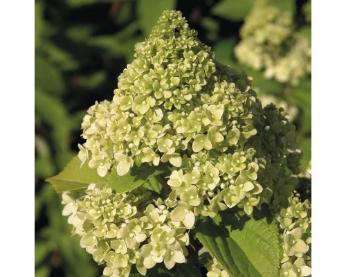 Rispenhortensie FloraSelf Hydrangea Paniculata 'Kilimanjaro' H 50-60 Cm Co 6 L 3 Rispenhortensie FloraSelf Hydrangea Paniculata 'Kilimanjaro' H 50-60 Cm Co 6 L