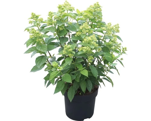 Rispenhortensie FloraSelf Hydrangea Paniculata 'Kilimanjaro' H 50-60 Cm Co 6 L 4 Rispenhortensie FloraSelf Hydrangea Paniculata 'Kilimanjaro' H 50-60 Cm Co 6 L – Bild 2