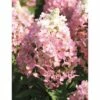 Rispenhortensie FloraSelf Hydrangea Paniculata 'Magical Vesuvio' H 50-60 Cm Co 6 L -Florasellf Geschaft DV 8 10189394 01 4c DE 20191020211659